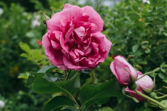 Mix: Roze + Jasmīns + Peonija